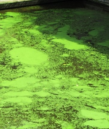 Green algae in a pond.