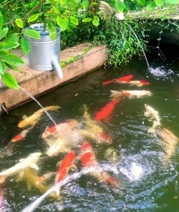 Koi fish swimming in a pond.