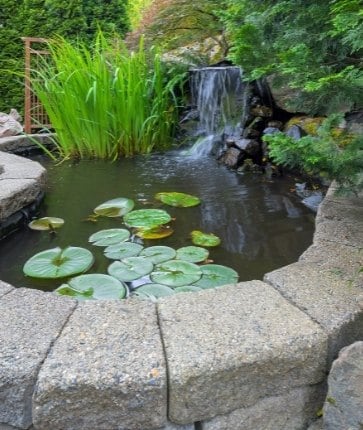 A pond with water lilies and rocks in the background.