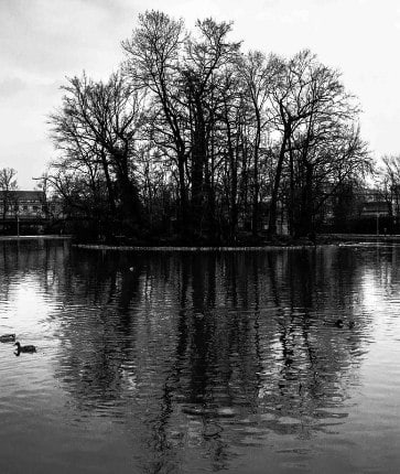 A black and white photo of a lake with ducks in it.
