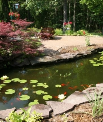 A koi pond with rocks and lily pads.