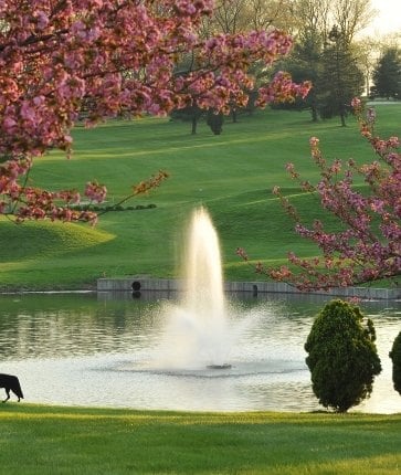 A dog walks by a pond with pink flowers.