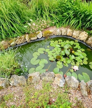 A small pond with water lilies and rocks.