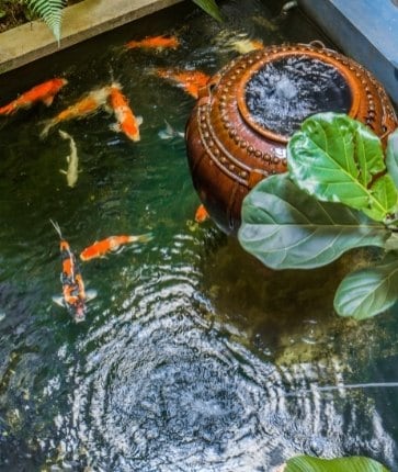 A pond with koi fish in it.