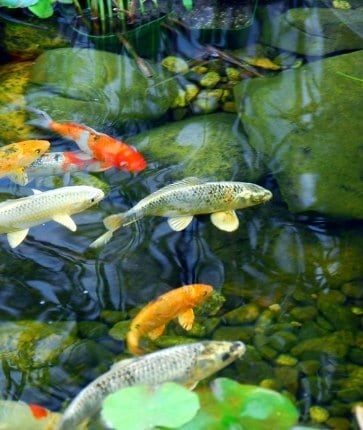 Koi fish swimming in a pond with rocks.