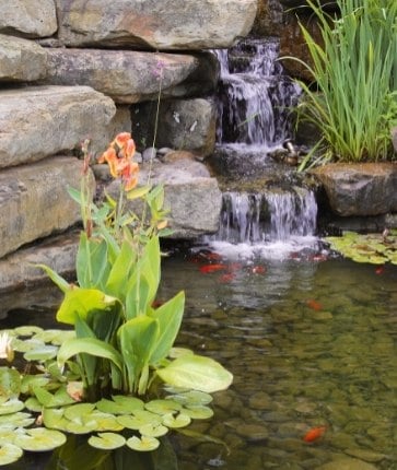 A pond with a waterfall and lily pads.