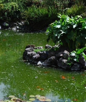 A green pond with rocks and lily pads.