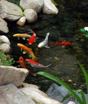 Koi fish swimming in a pond with rocks.