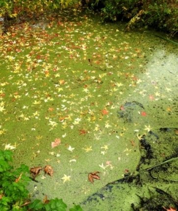 A pond with leaves floating on top of it.