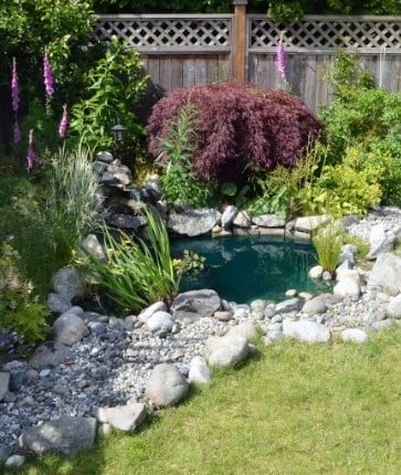 A small backyard pond with rocks and flowers.