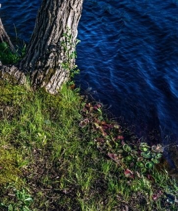 A tree next to a lake with blue water.