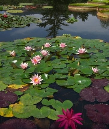 Water lilies and lily pads in a pond.
