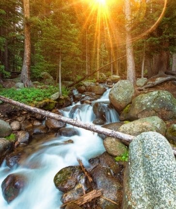 A stream running through a forest with sunlight shining through the trees.