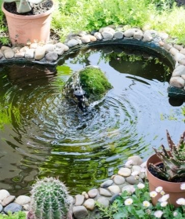 A small pond with rocks and cactus plants.