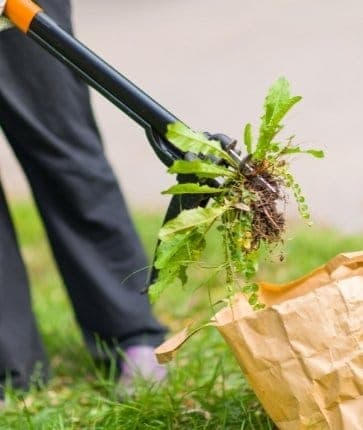 A person using a gardening tool to dig up a bag of grass.