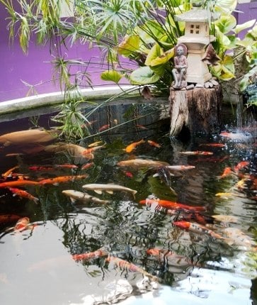 A koi pond with many fish in it.