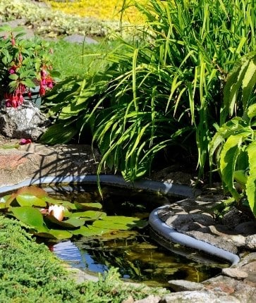 A small pond with water lilies in the middle of a garden.
